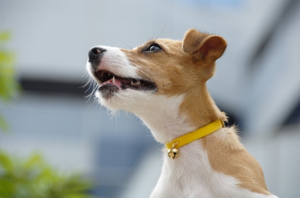 Psí plemeno Jack Russell.